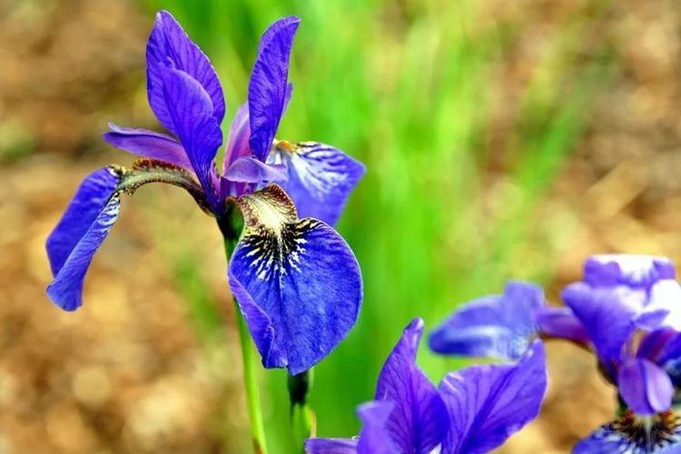 Iris de Sibérie