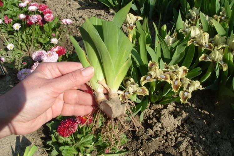 Transplantation et reproduction - Iris Care