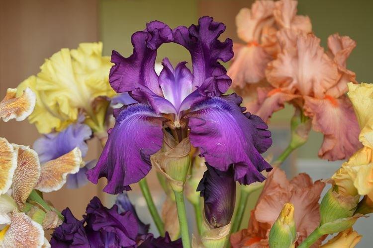 Iris - photo