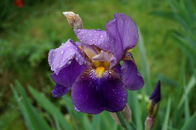 Iris - photo