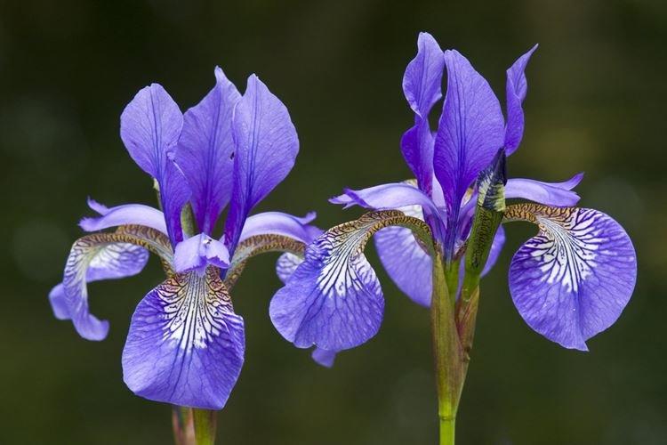 Iris - photo
