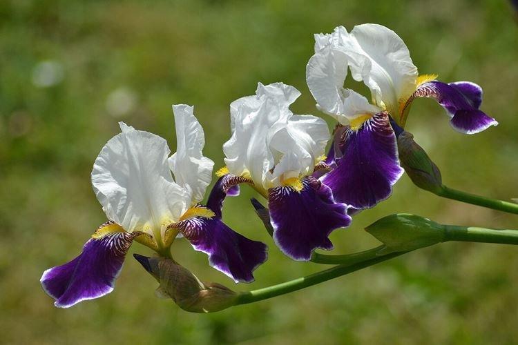 Iris - photo