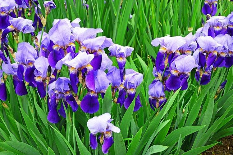 Iris - photo