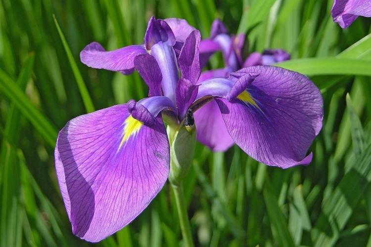 Iris - photo