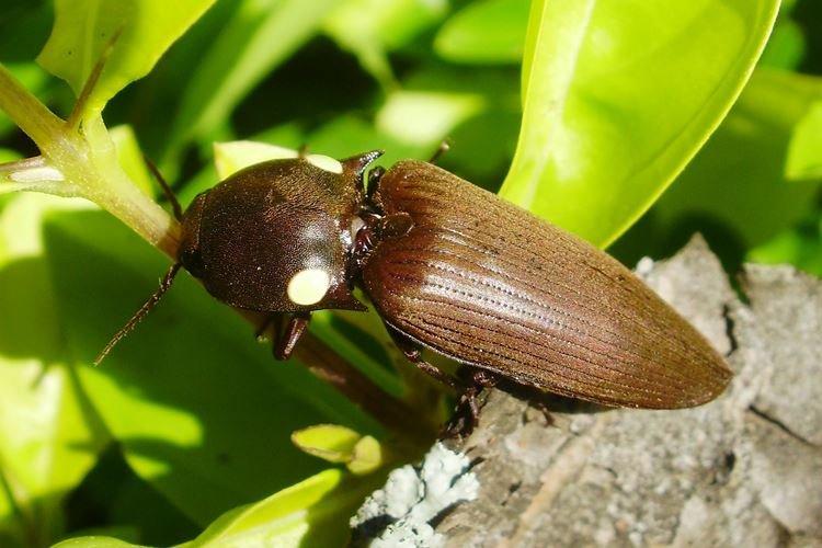 Comment trouver et se débarrasser d'un ver fil de fer dans votre jardin