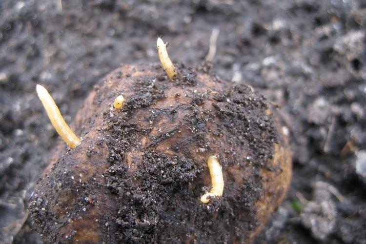 Pièges mécaniques - Comment se débarrasser d'un ver fil-de-fer dans votre jardin