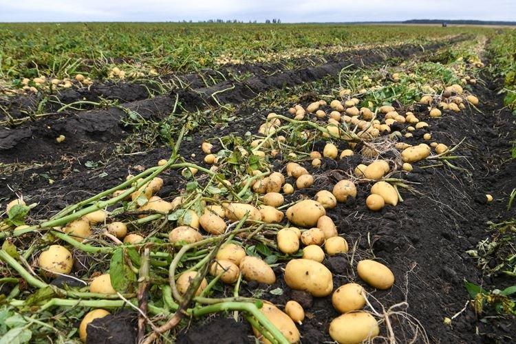 Prévention du ver fil de fer dans le jardin