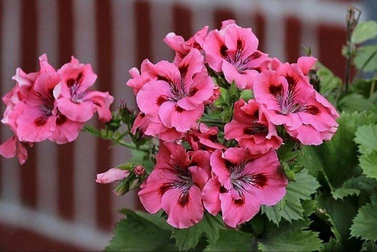 Géranium - Comment se débarrasser des cafards