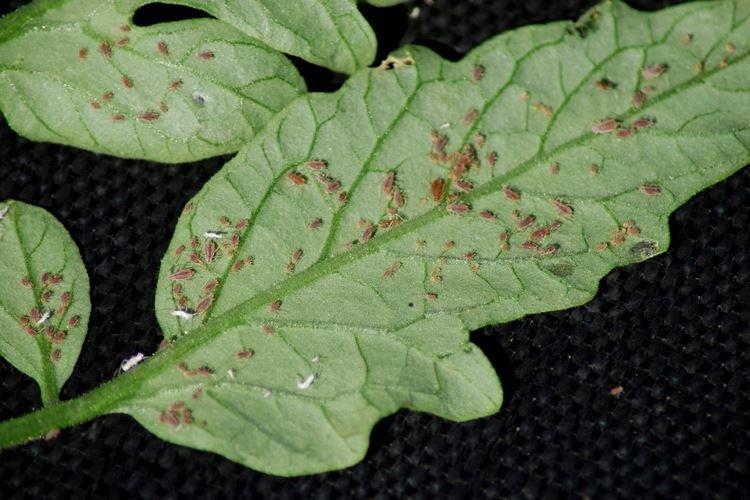 Comment se débarrasser des pucerons sur les semis - Remèdes populaires