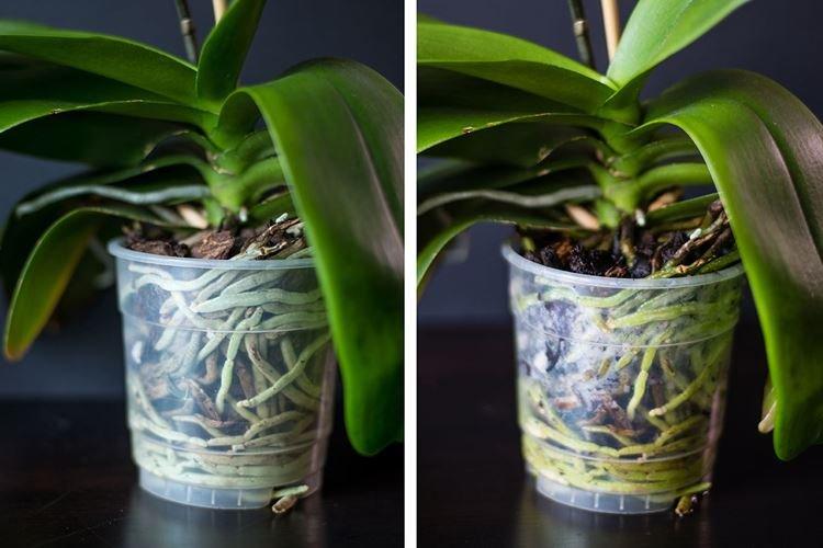 Quand arroser une orchidée à la maison