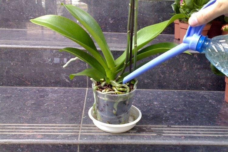 Comment arroser une orchidée en été