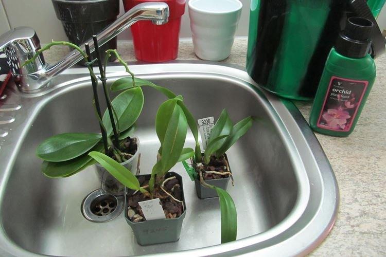 Comment arroser une orchidée en hiver