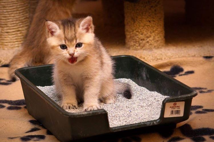 Apprendre à creuser - Comment dresser un chaton