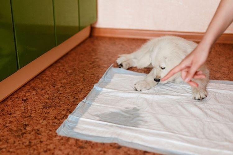 Encore plus de couches - Comment dresser votre chiot aux couches