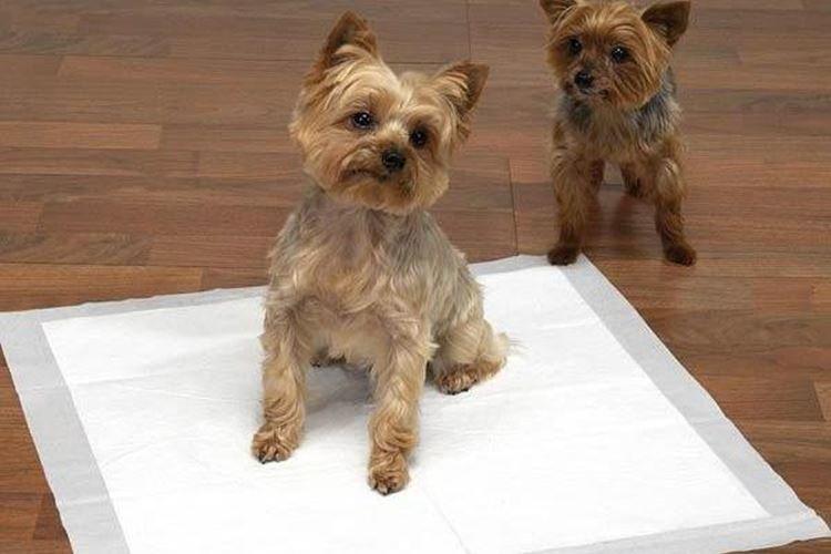 Moyens spéciaux - Comment changer les couches pour apprendre à votre chiot