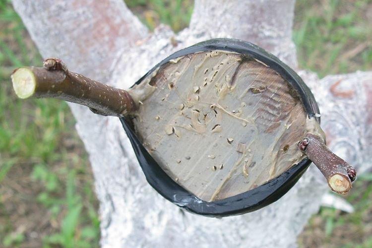 Traitement de la variation - Comment planter un pommier au printemps instructions étape par étape