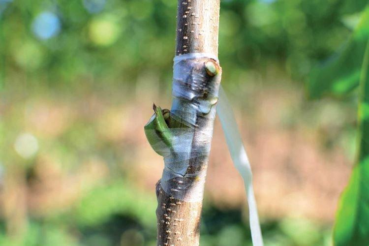 Entretien des pommiers après vaccination