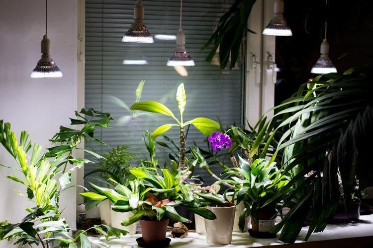 Éclairage - Comment prendre soin d'une orchidée à la maison
