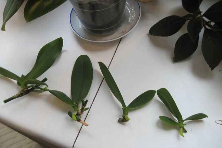 Reproduction - Comment prendre soin d'une orchidée à la maison