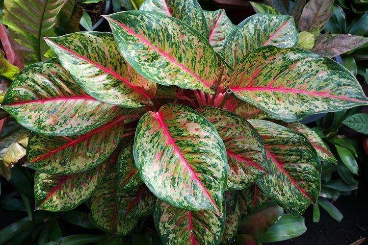 Aglaonema - Plantes d'intérieur toxiques