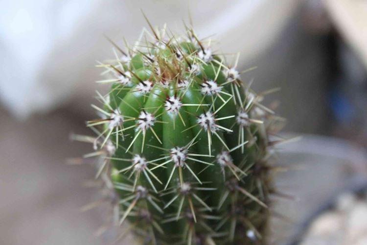 Trichocereus - Plantes d'intérieur toxiques