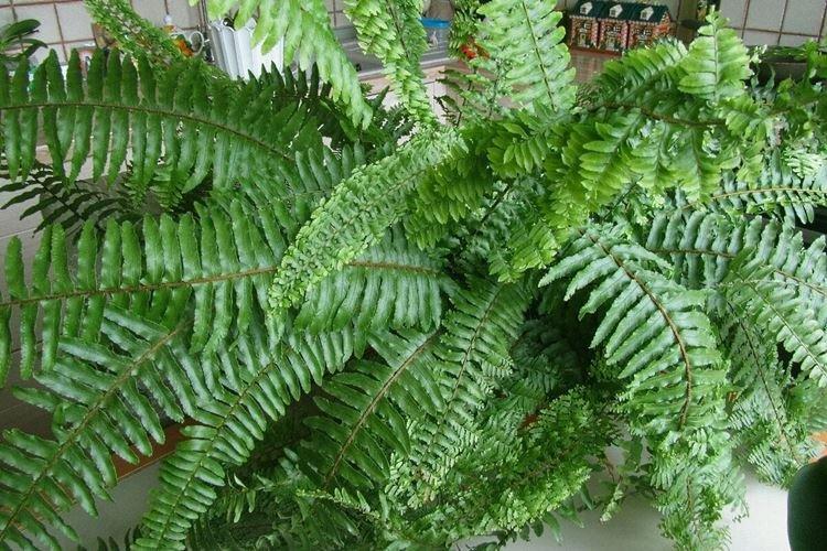 Fougère - Plantes d'intérieur qui provoquent des allergies