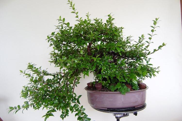 Myrte - Plantes d'intérieur à forte odeur