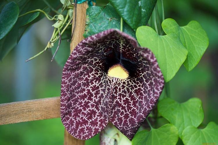 Kirkazon - Plantes d'intérieur à forte odeur