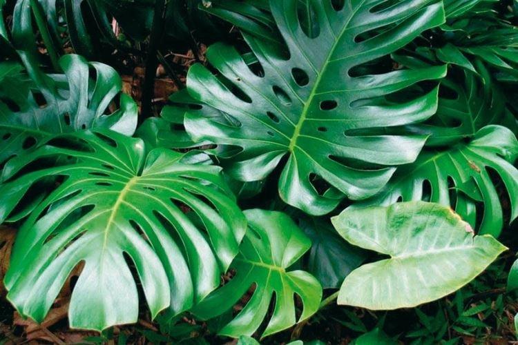 Monstera - Plantes d'intérieur dangereuses pour les enfants
