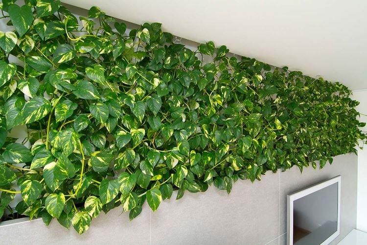 Lierre - Plantes dangereuses pour les animaux domestiques