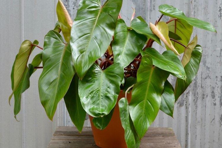 Philodendron - Plantes dangereuses pour les animaux domestiques