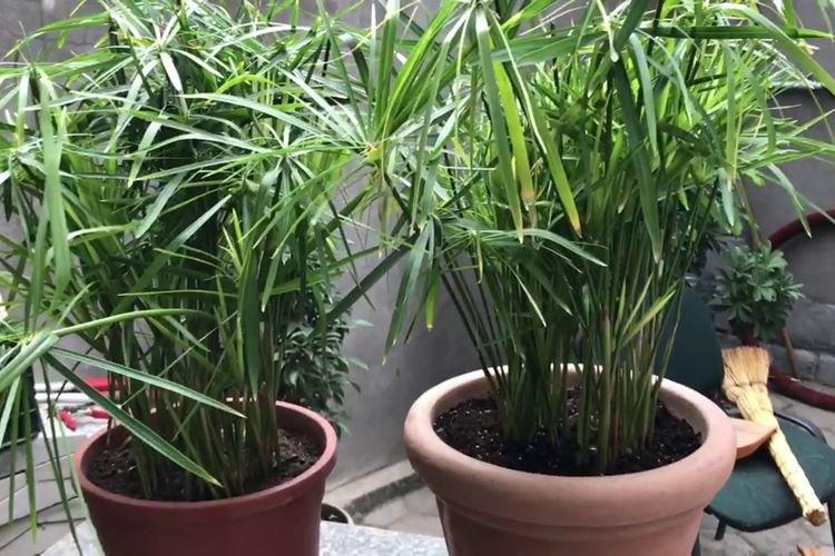 Cyperus - Plantes dangereuses pour les animaux domestiques