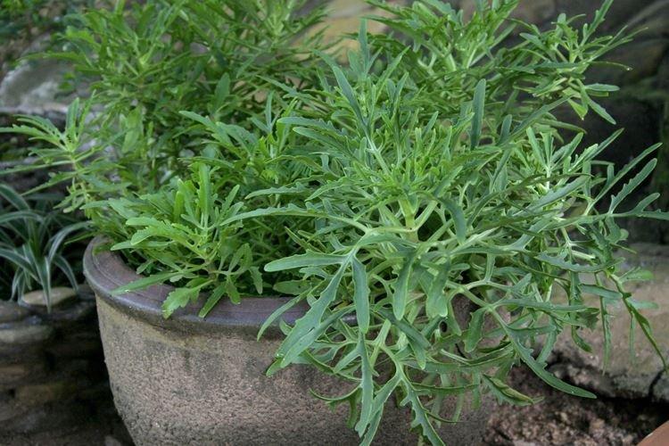 Kalanchoe disséqué - Espèces et variétés