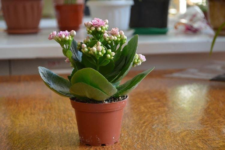 Arrosage - Prendre soin de Kalanchoe