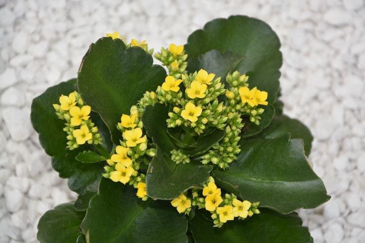 Kalanchoé - photo