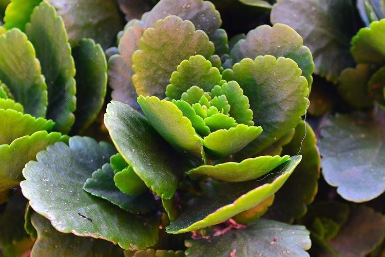 Kalanchoé - photo