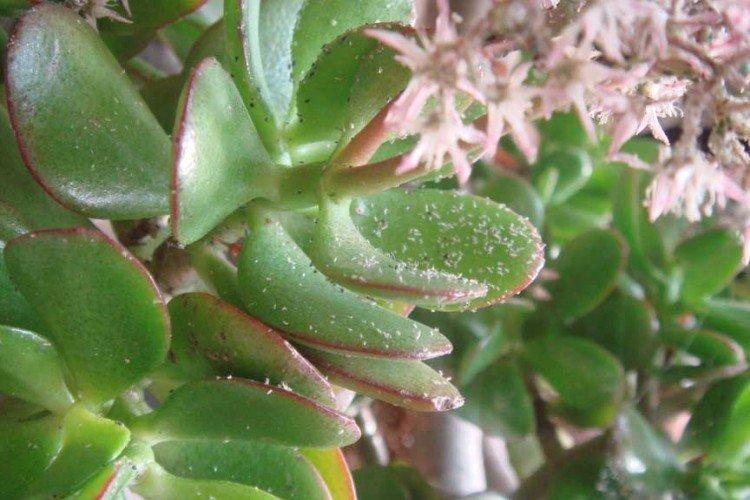 Les maladies et leur traitement - Soins à domicile Kalanchoe