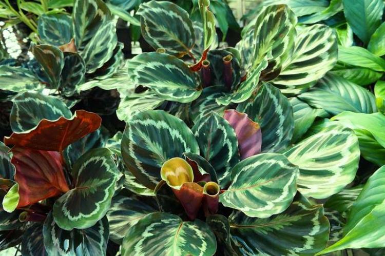 Caractéristiques générales - Calathea
