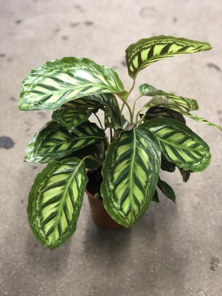 Calathea Makoya - Types de Calathea