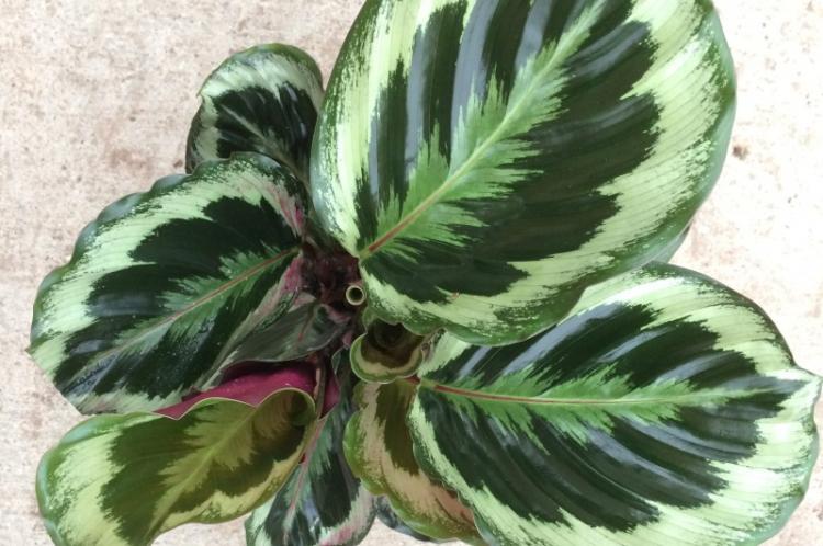 Taille - Calathea Care