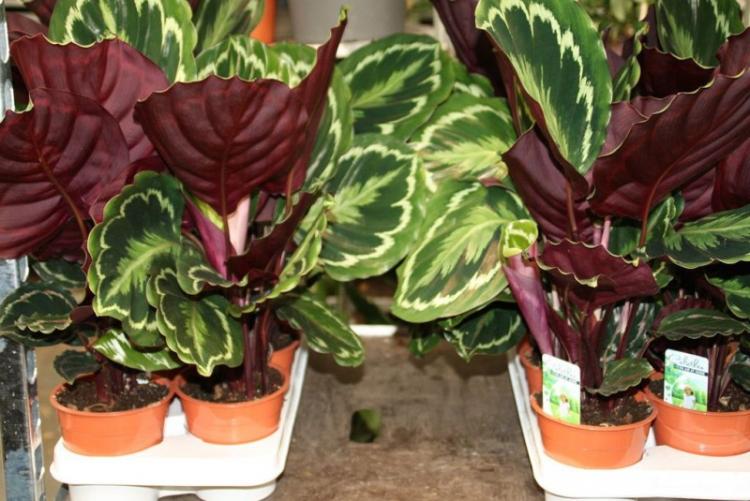 Plantation et reproduction - Calathea
