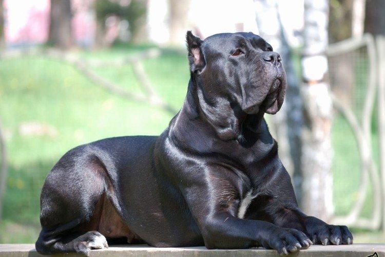 Description générale de la race - Cane Corso