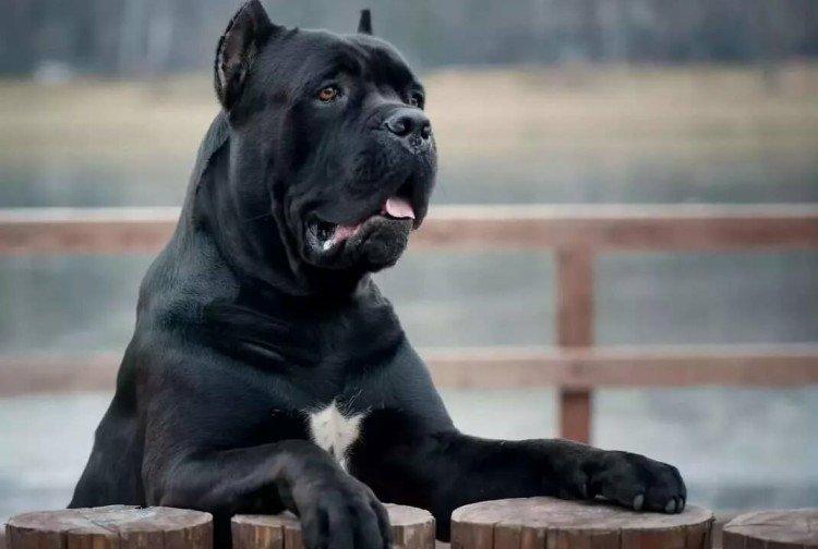 Caractéristiques et tempérament - La nature du Cane Corso
