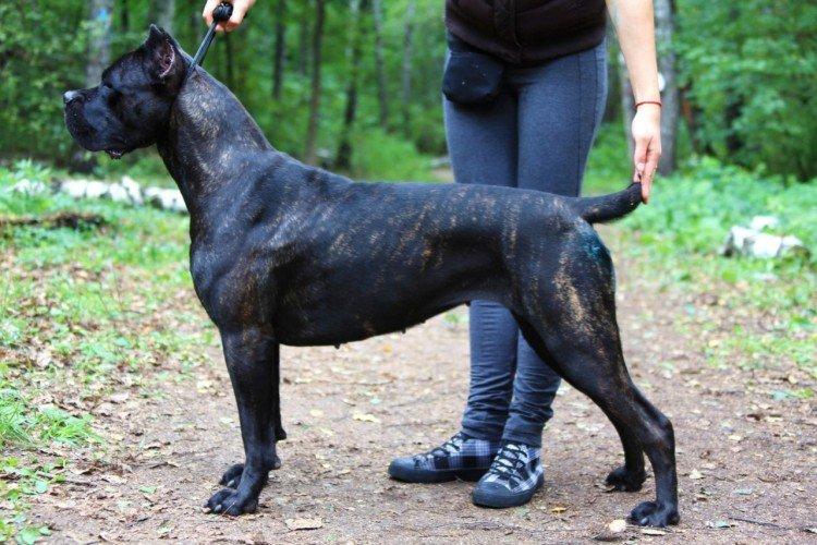 Attitude envers le propriétaire - La nature du Cane Corso