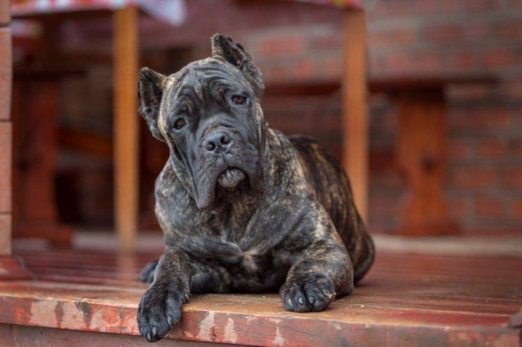 Attitude envers les enfants - La nature du Cane Corso