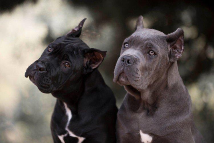 Relations avec les autres animaux - La nature du Cane Corso