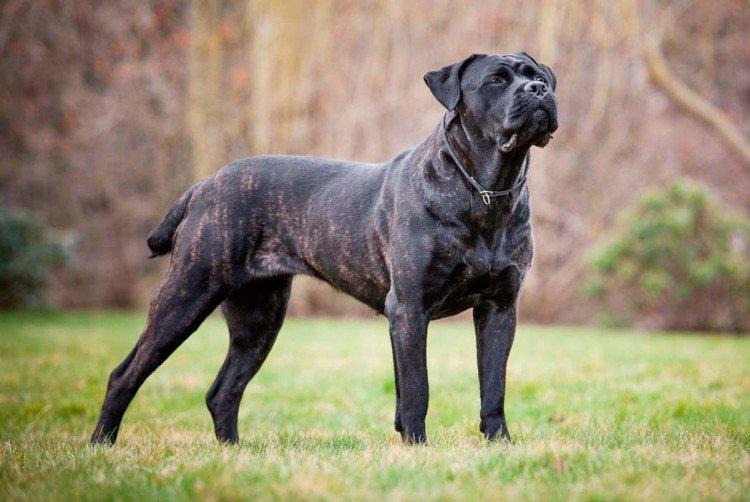 Santé et maladies de la race - Cane Corso