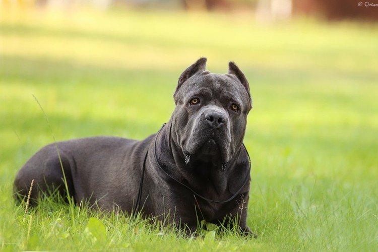 Combien coûte le cane corso
