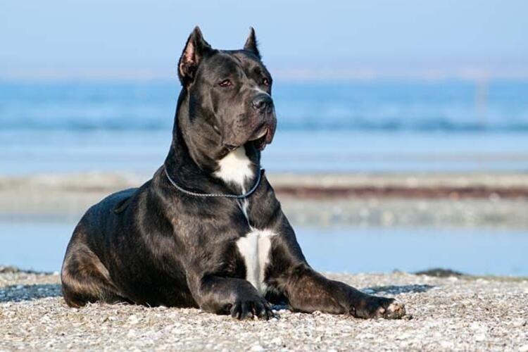 Cane Corso - photo