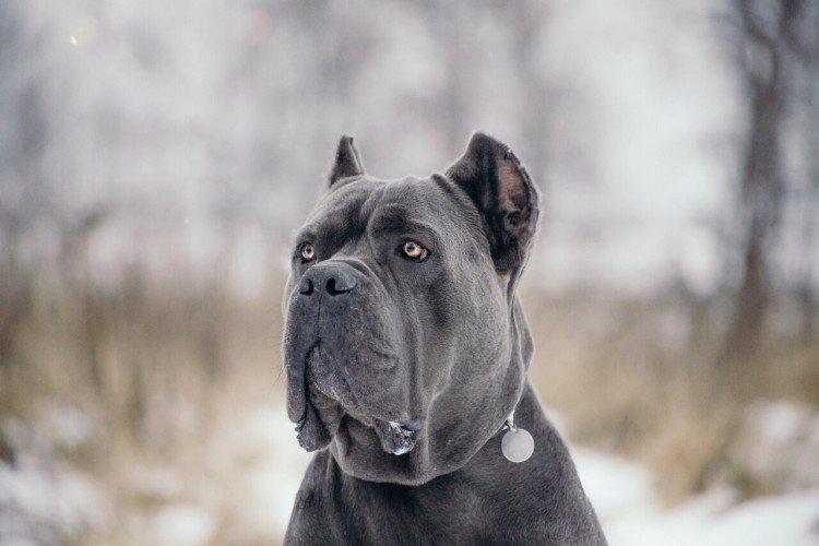 Cane Corso - photo